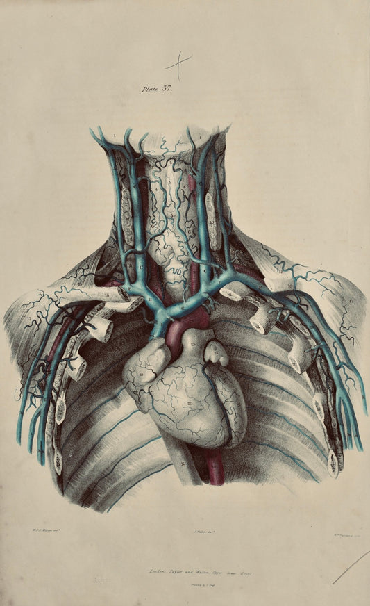 SOLD - Anatomical Original Wall Art - Vascular Heart & Arteries 37 - Room Four
