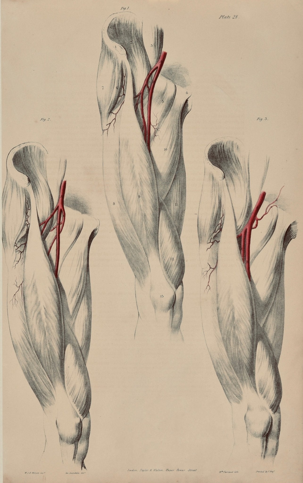 SOLD - Anatomical Original Wall Art - Vascular Leg 28 - Room Four