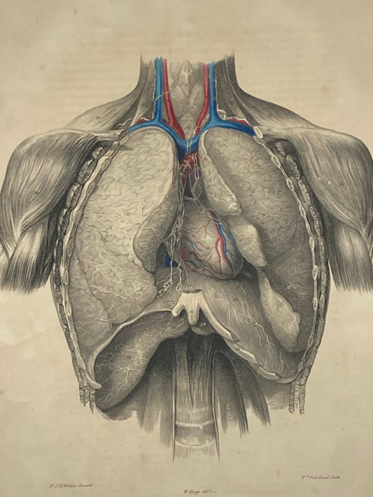 SOLD - Anatomical Original Wall Art - Vascular Lymphatic Viscerna 49 - Room Four