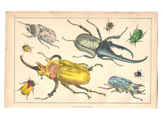 Sold - Animated Nature Natural History Original Wall Art - Room Four