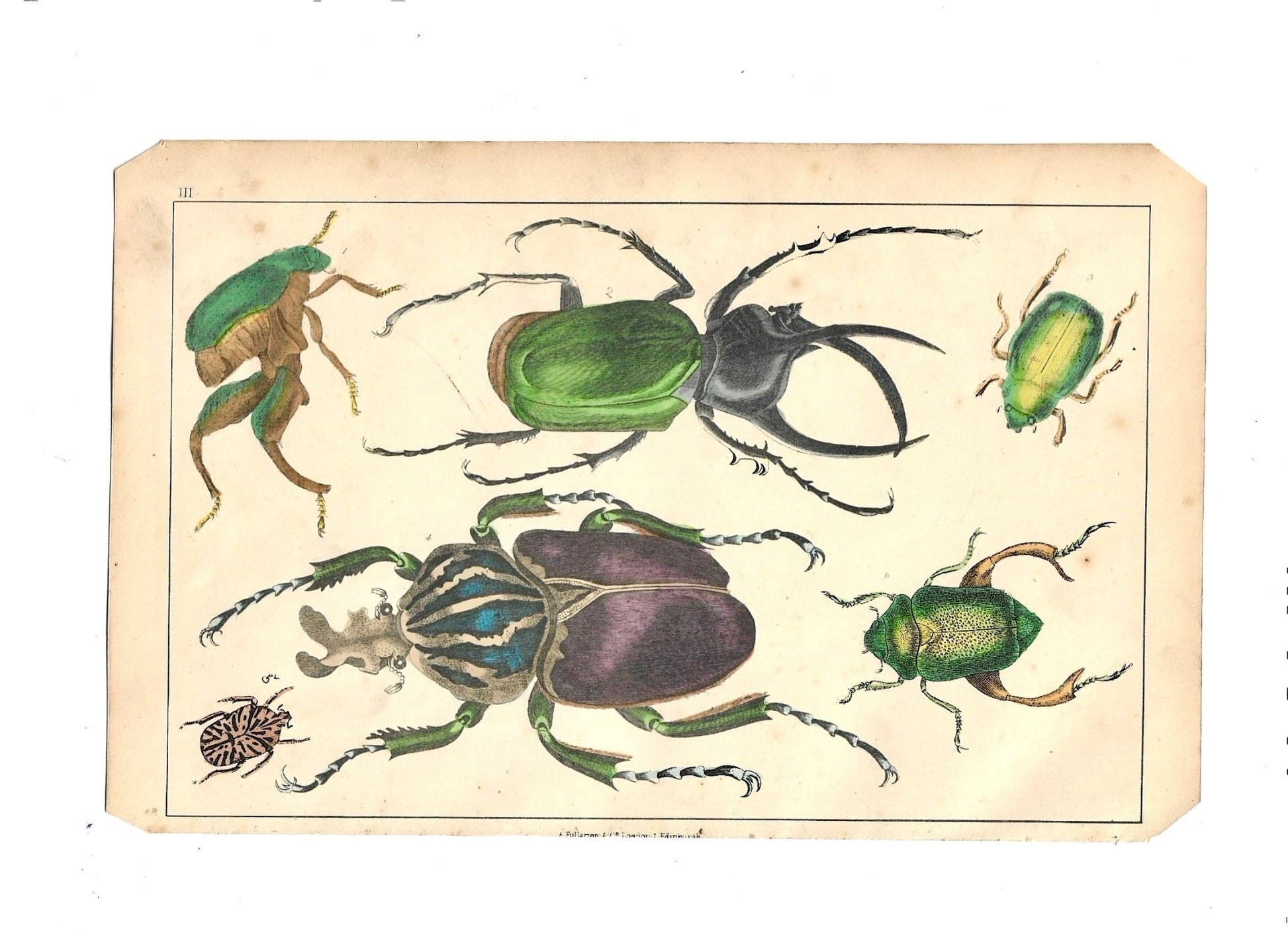 Sold - Animated Nature Natural History Original Wall Art - Room Four