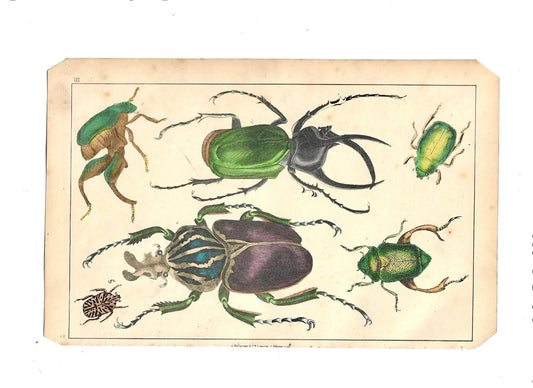 Sold - Animated Nature Natural History Original Wall Art - Room Four