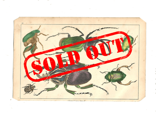 Sold - Animated Nature Natural History Original Wall Art - Room Four
