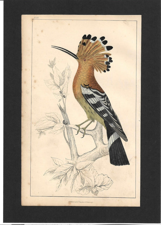 Sold - Animated Nature Natural History Original Wall Art - Room Four