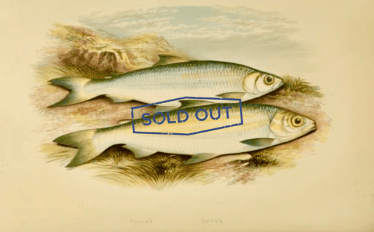 Sold - British Freshwater Fishes - Pollan Powan Antique Print - Room Four