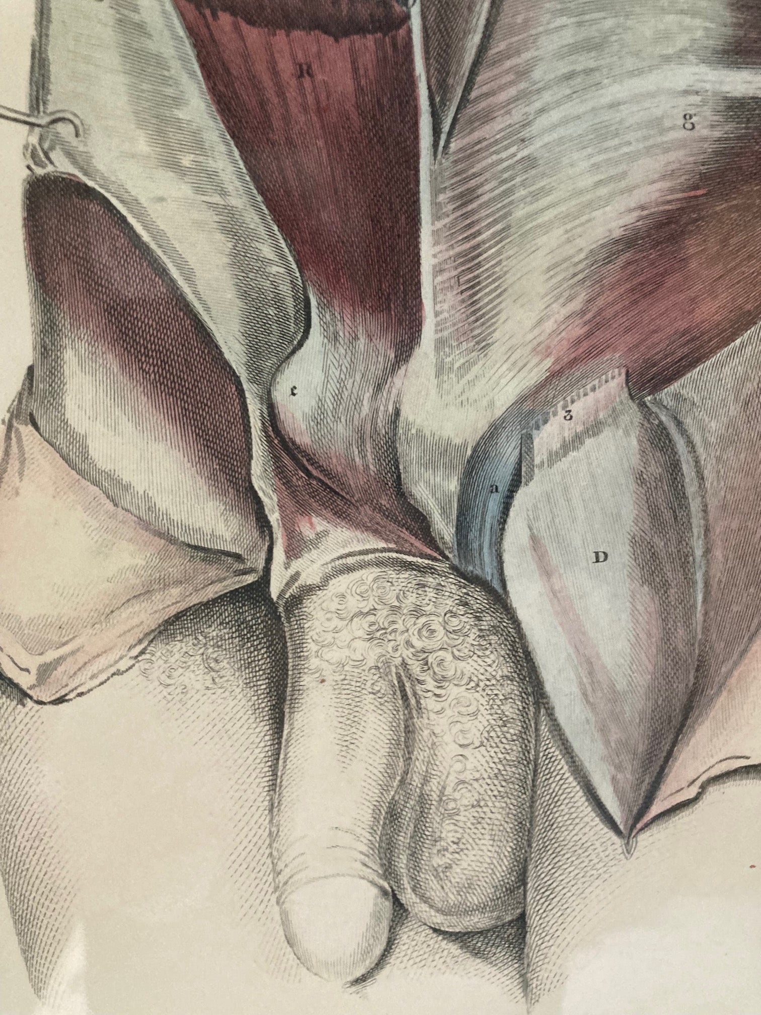 Sold Early Anatomy Coloured Engraving Plate XXX - Room Four