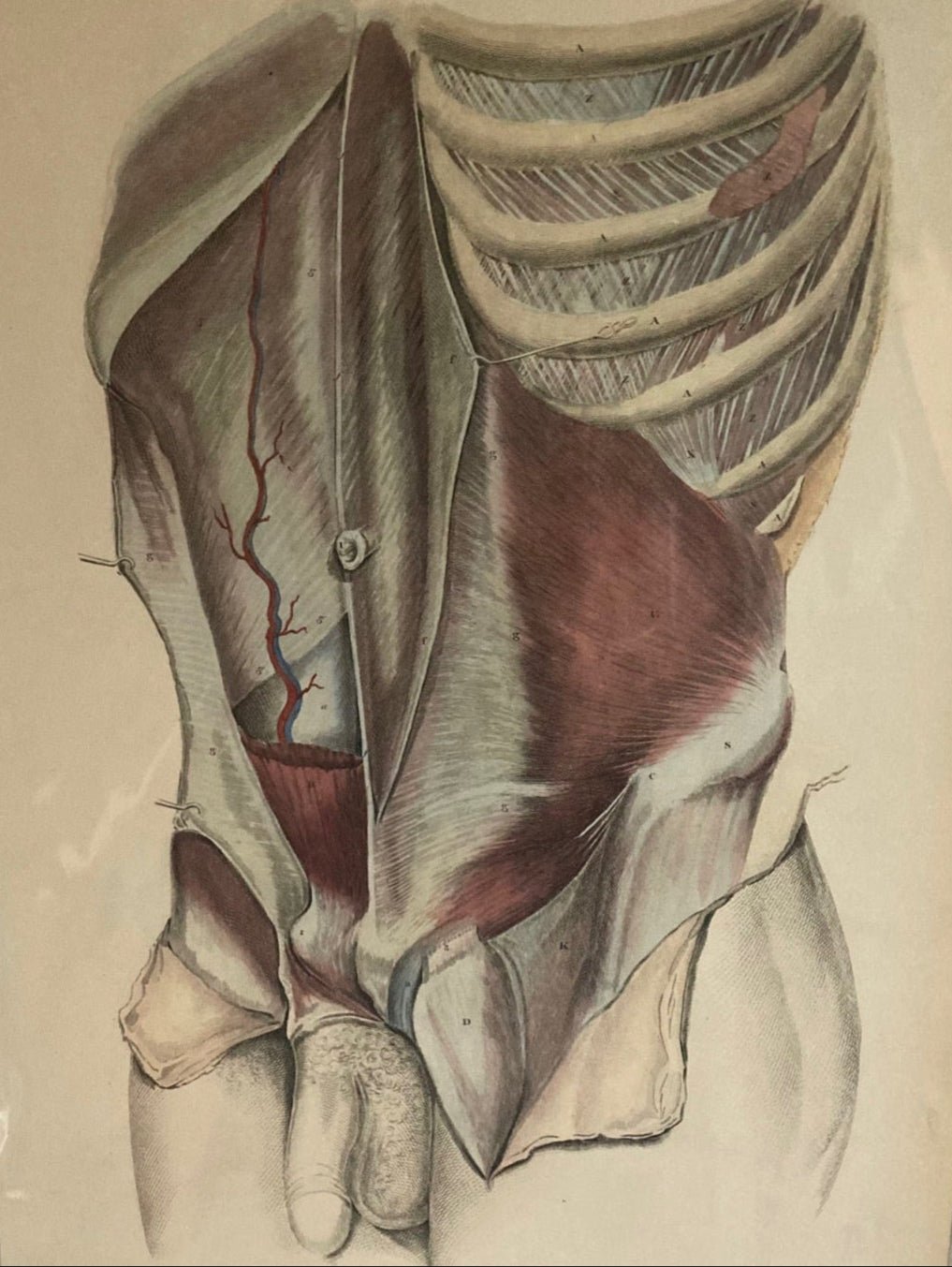 Sold Early Anatomy Coloured Engraving Plate XXX - Room Four