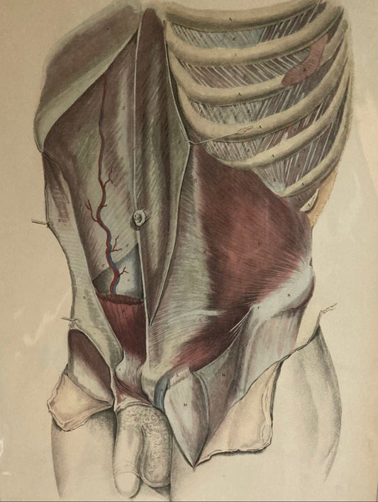Sold Early Anatomy Coloured Engraving Plate XXX - Room Four