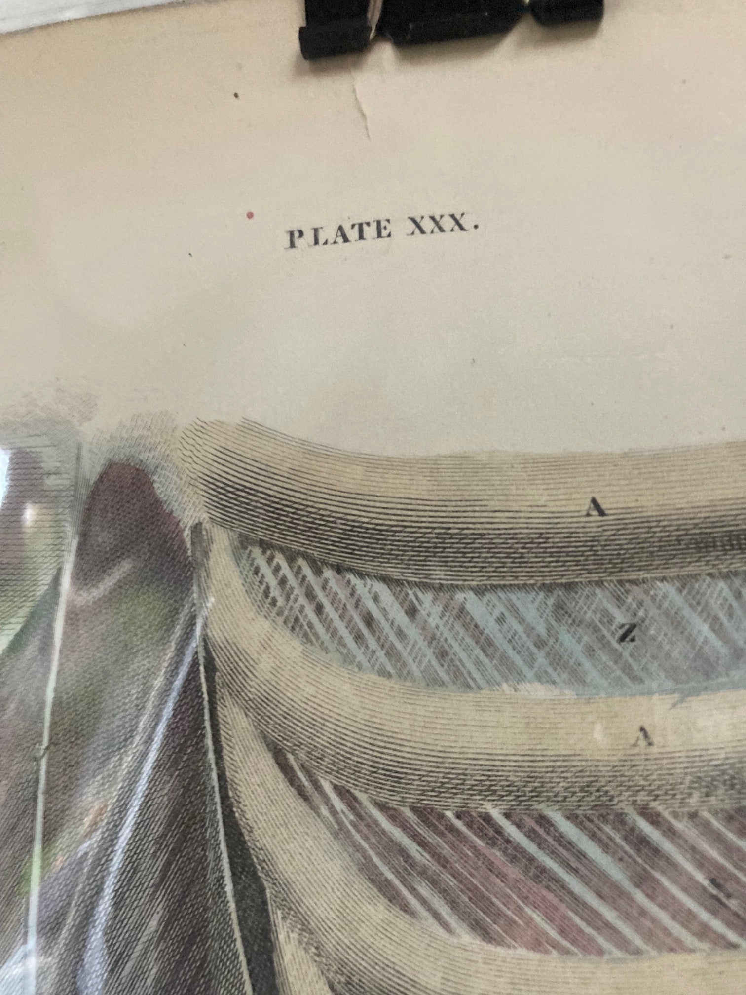 Sold Early Anatomy Coloured Engraving Plate XXX - Room Four