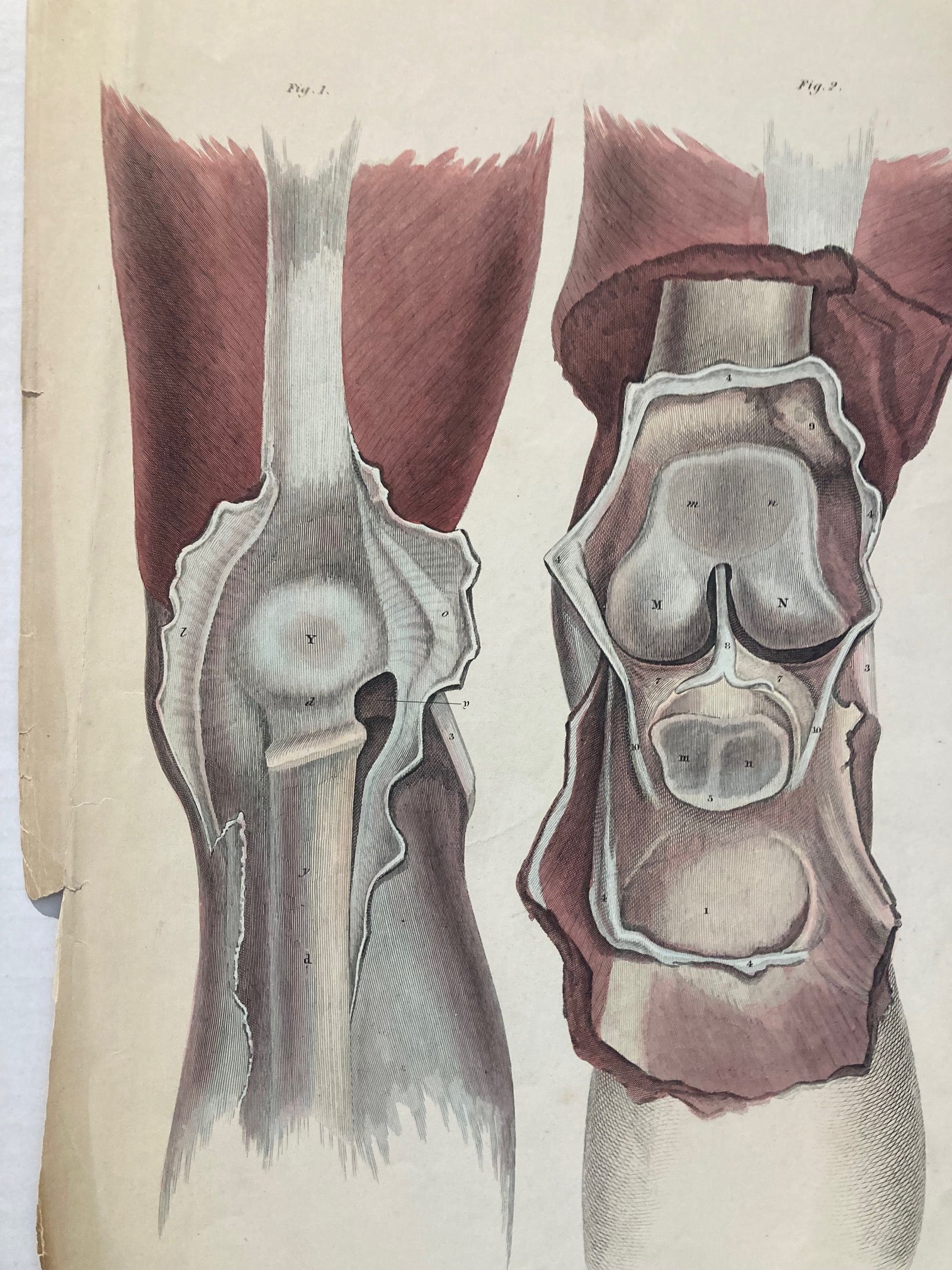 Sold Early Anatomy - Plate XLIX - ORIGINAL - Room Four
