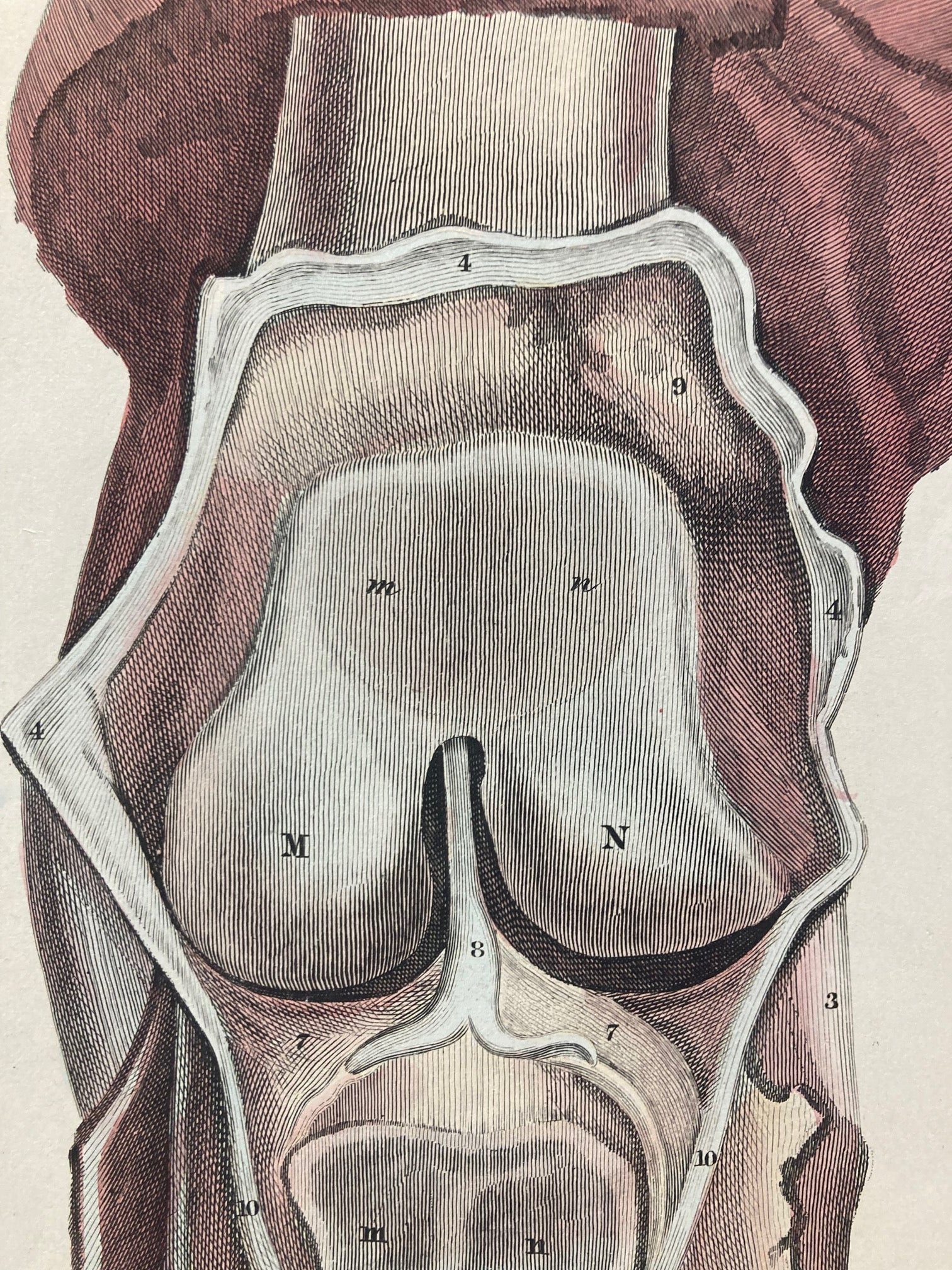 Sold Early Anatomy - Plate XLIX - ORIGINAL - Room Four