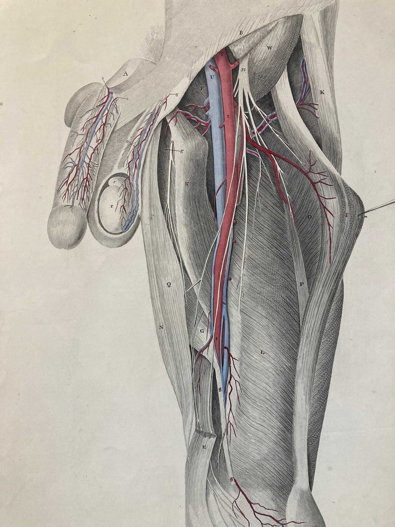 Sold early anatomy - plate XXIV - original - Room Four