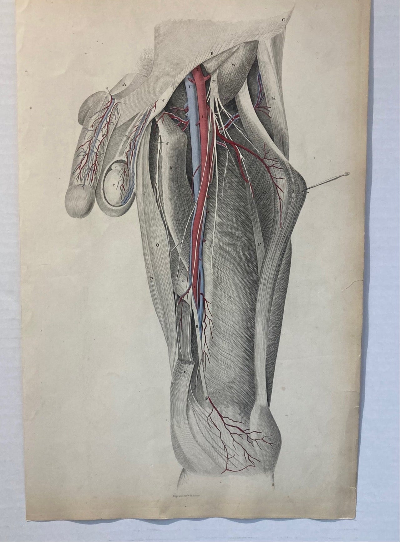 Sold early anatomy - plate XXIV - original - Room Four