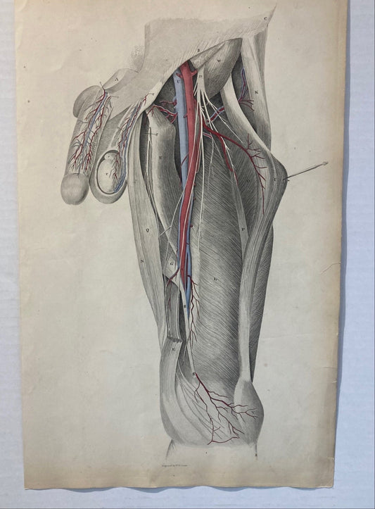 Sold early anatomy - plate XXIV - original - Room Four
