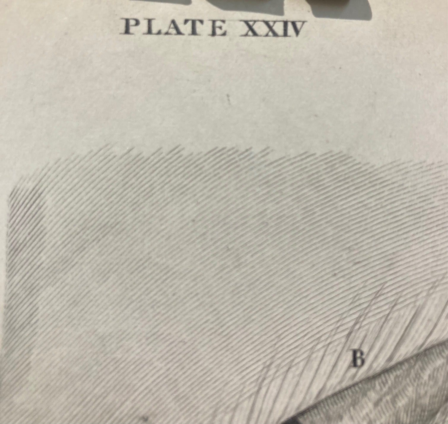 Sold early anatomy - plate XXIV - original - Room Four