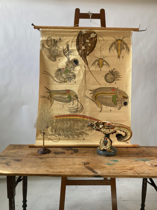 Sold - Marine Biology Vintage German Educational Study Chart - Room Four