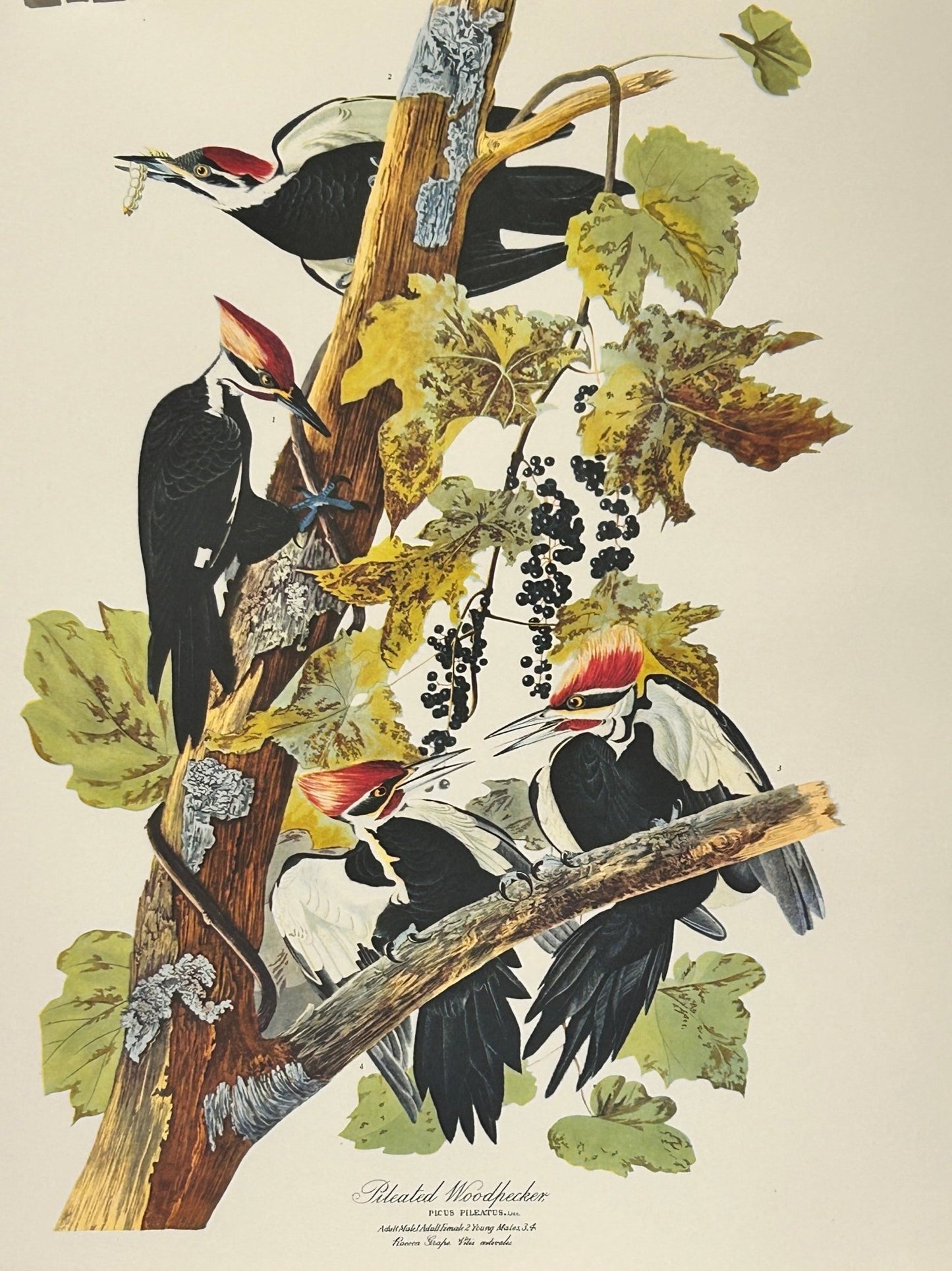 Sold - Vintage 1964 Lithographic Bird Print - Pileated Woodpecker - Room Four
