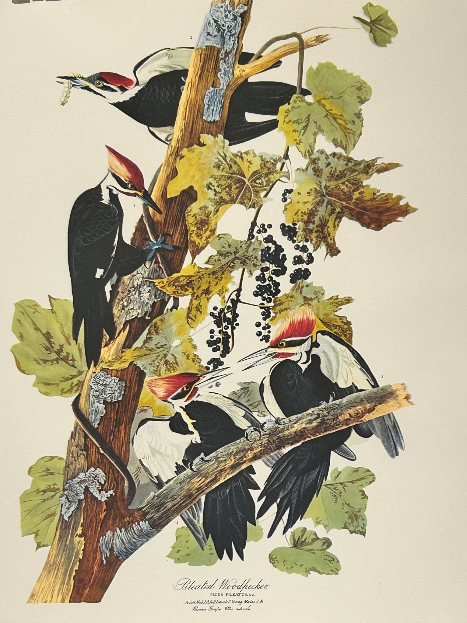 Sold - Vintage 1964 Lithographic Bird Print - Pileated Woodpecker - Room Four