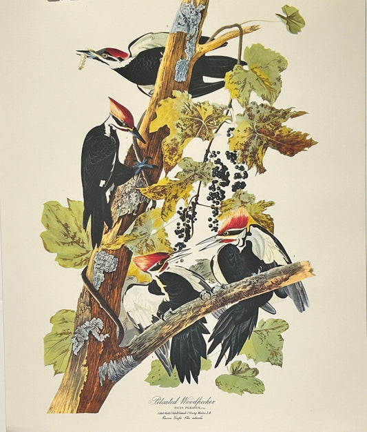Sold - Vintage 1964 Lithographic Bird Print - Pileated Woodpecker - Room Four