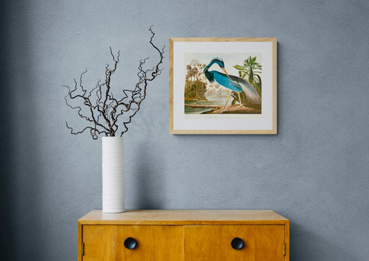 Sold - Vintage 1964 - Lithographic Print - Louisiana Heron - Room Four