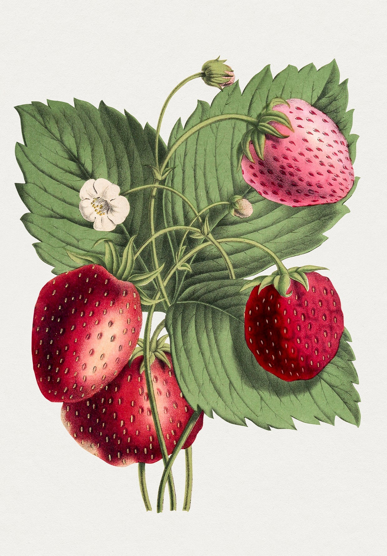 Strawberry Plant Vintage Wall Art Print 2 - Room Four