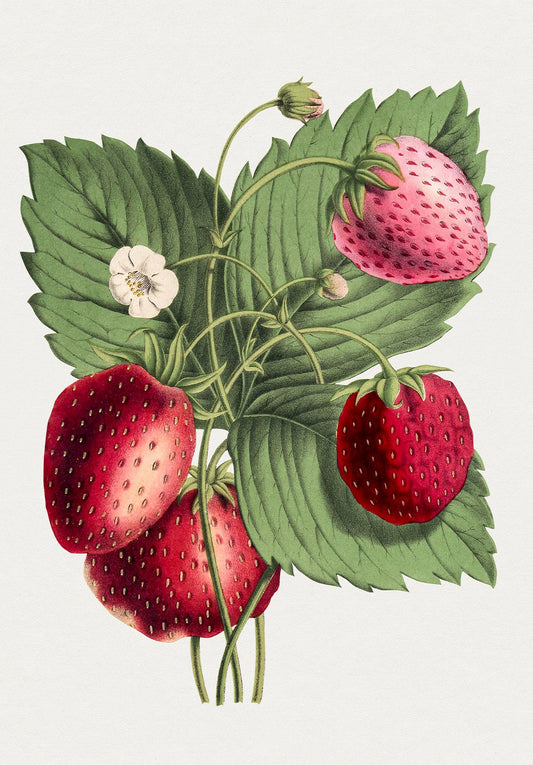 Strawberry Plant Vintage Wall Art Print 2 - Room Four