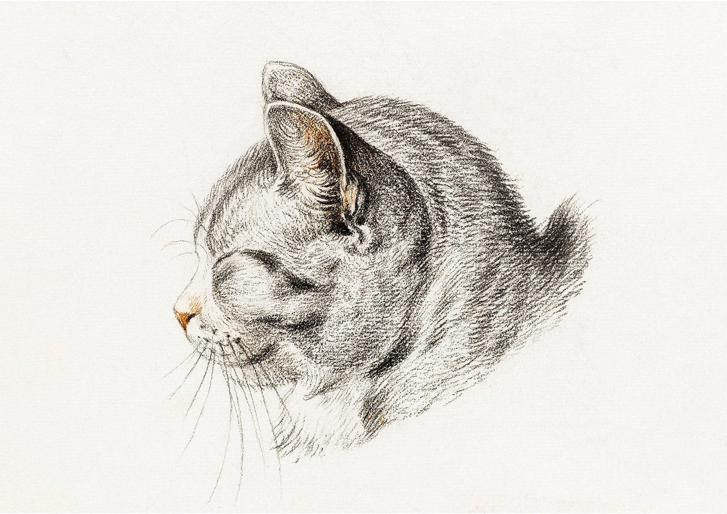 Tabby Cat Wall Art Print - Room Four