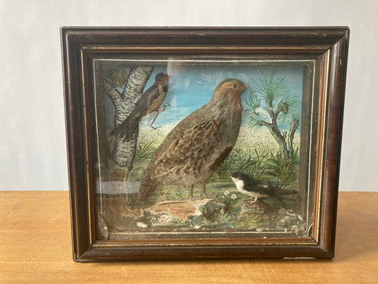 Taxidermy Diorama - Birds - Room Four