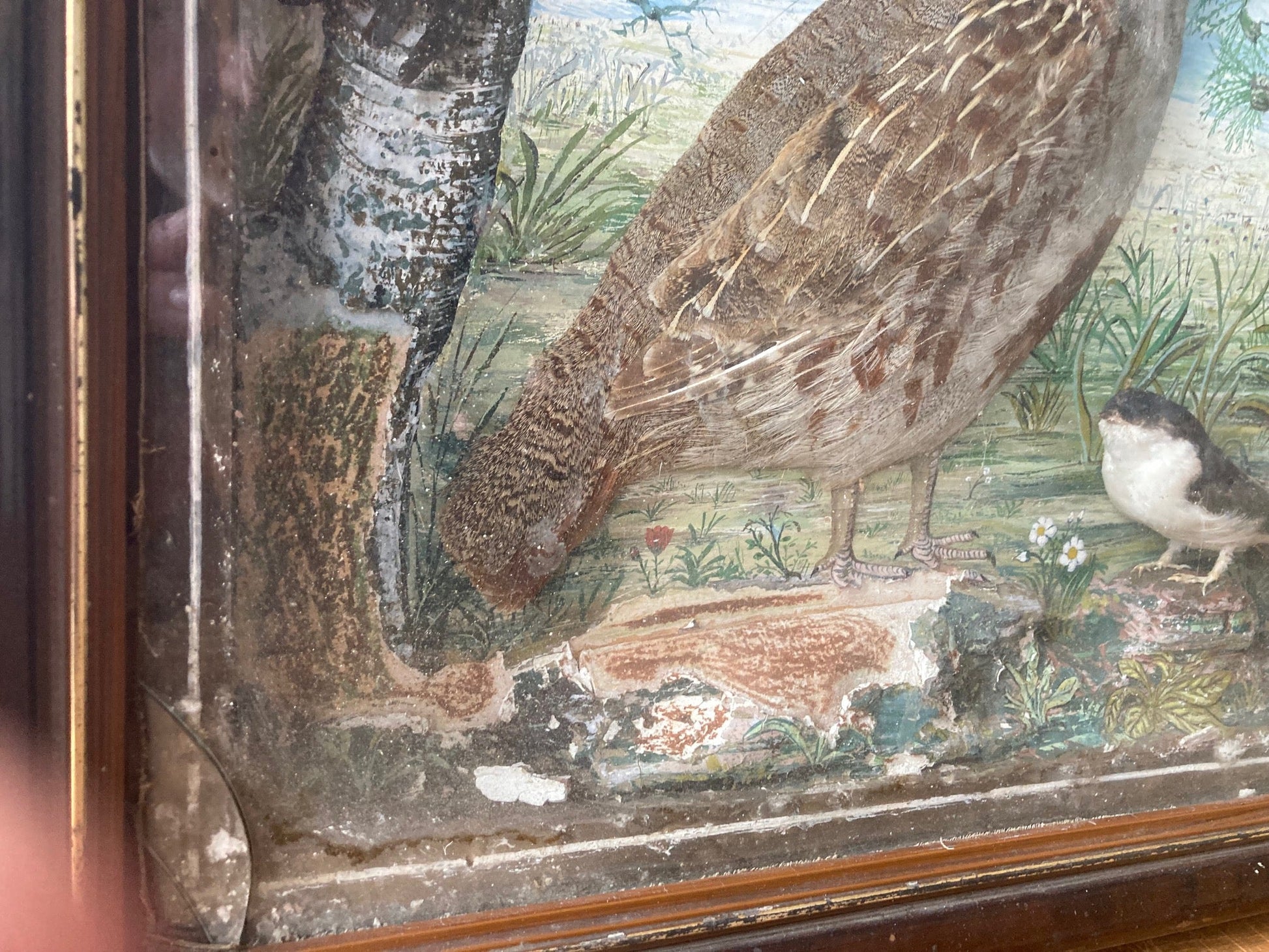 Taxidermy Diorama - Birds - Room Four