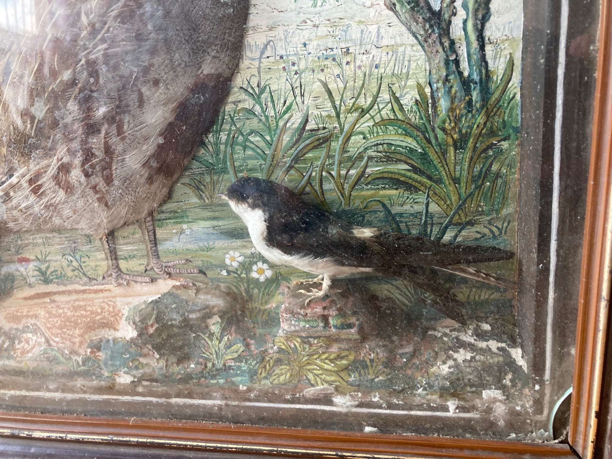 Taxidermy Diorama - Birds - Room Four