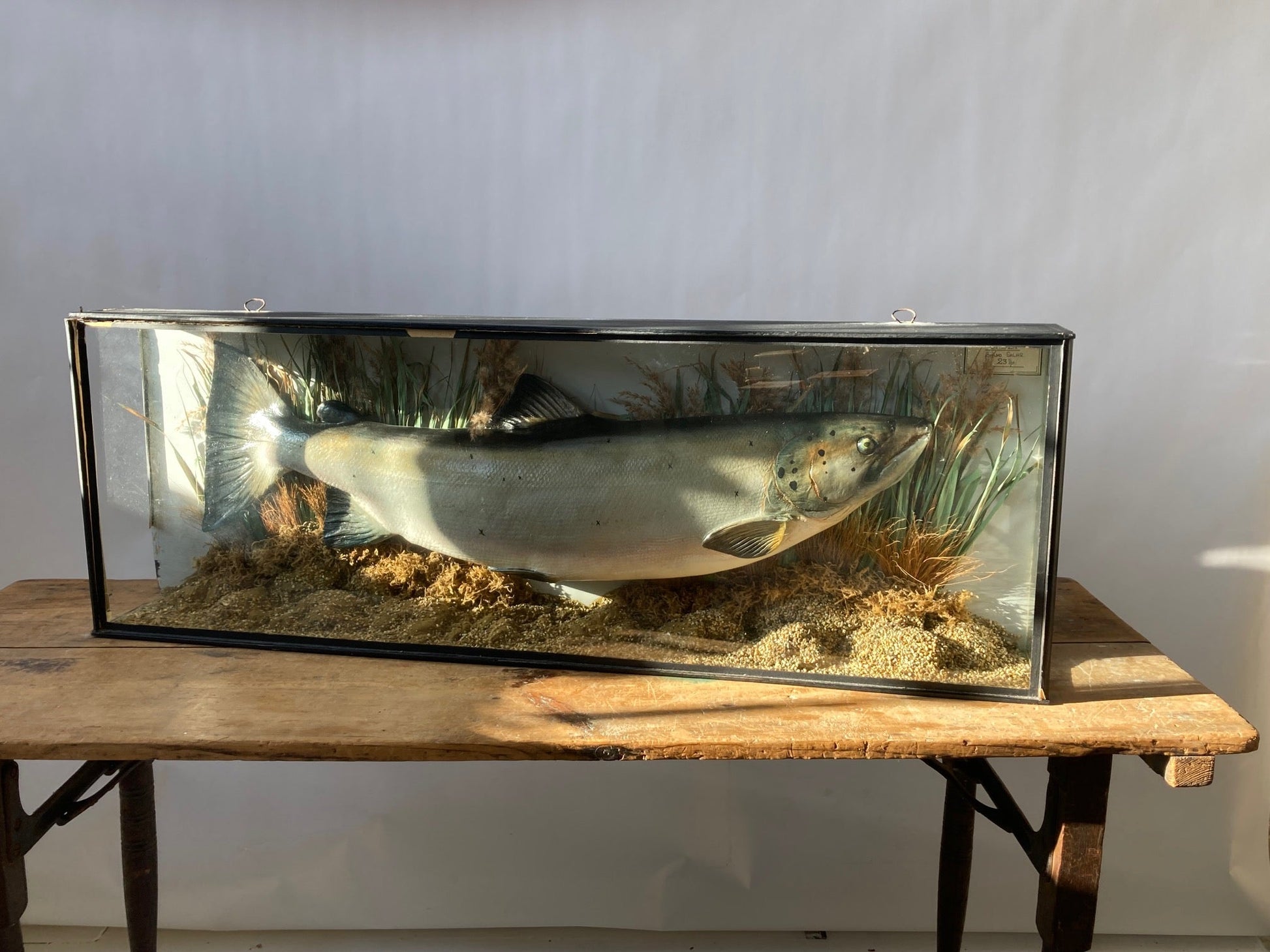 TAXIDERMY SALMON - Room Four