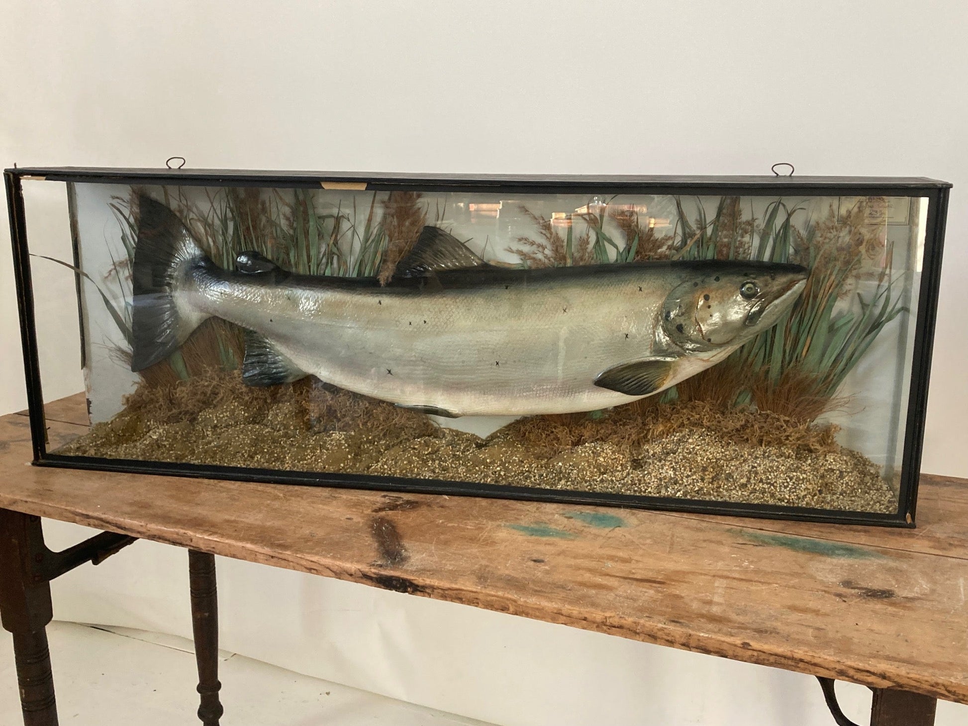 TAXIDERMY SALMON - Room Four