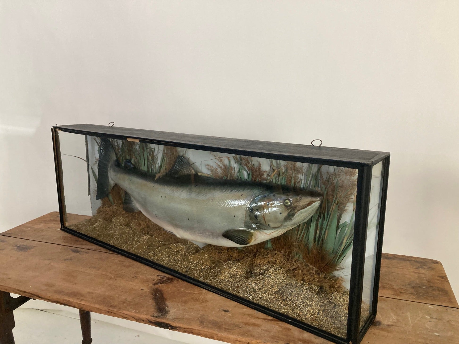 TAXIDERMY SALMON - Room Four