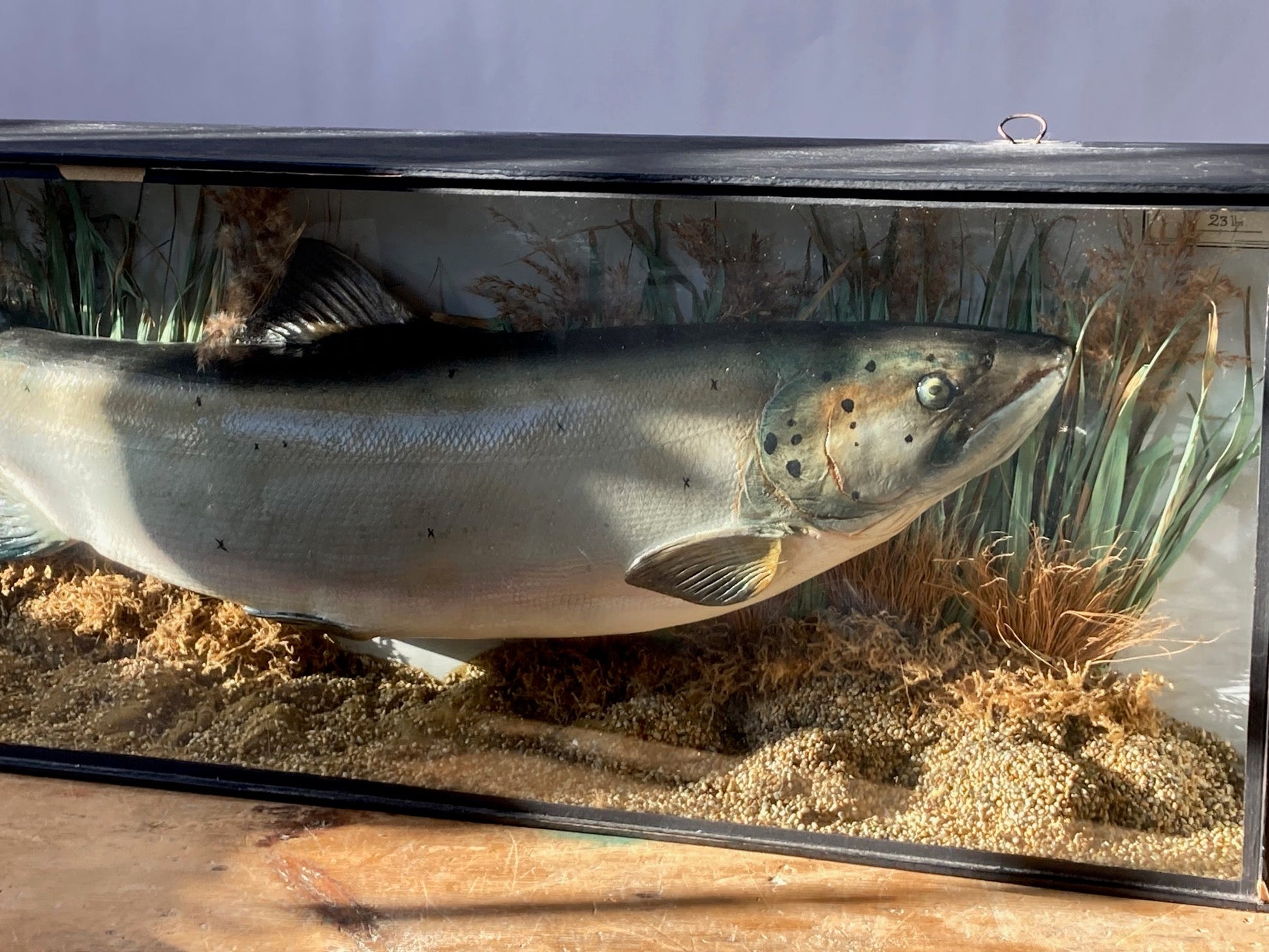 TAXIDERMY SALMON - Room Four