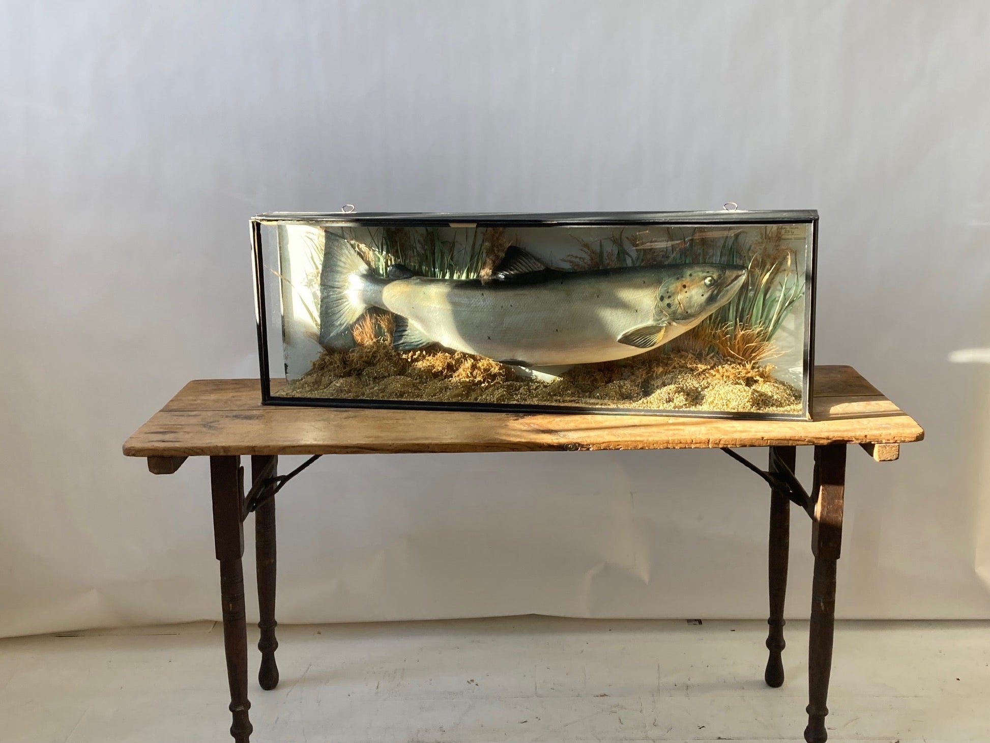 TAXIDERMY SALMON - Room Four