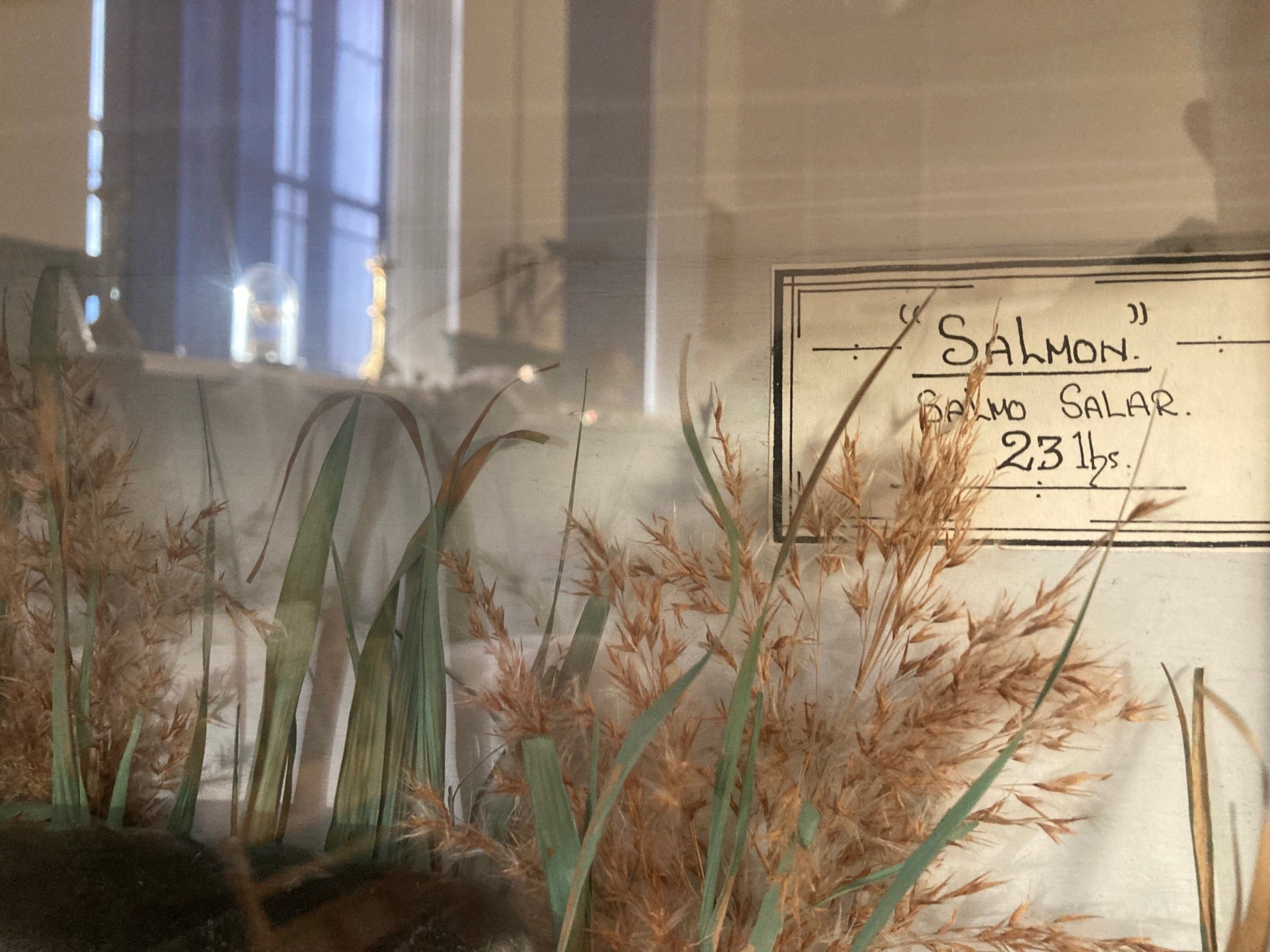TAXIDERMY SALMON - Room Four
