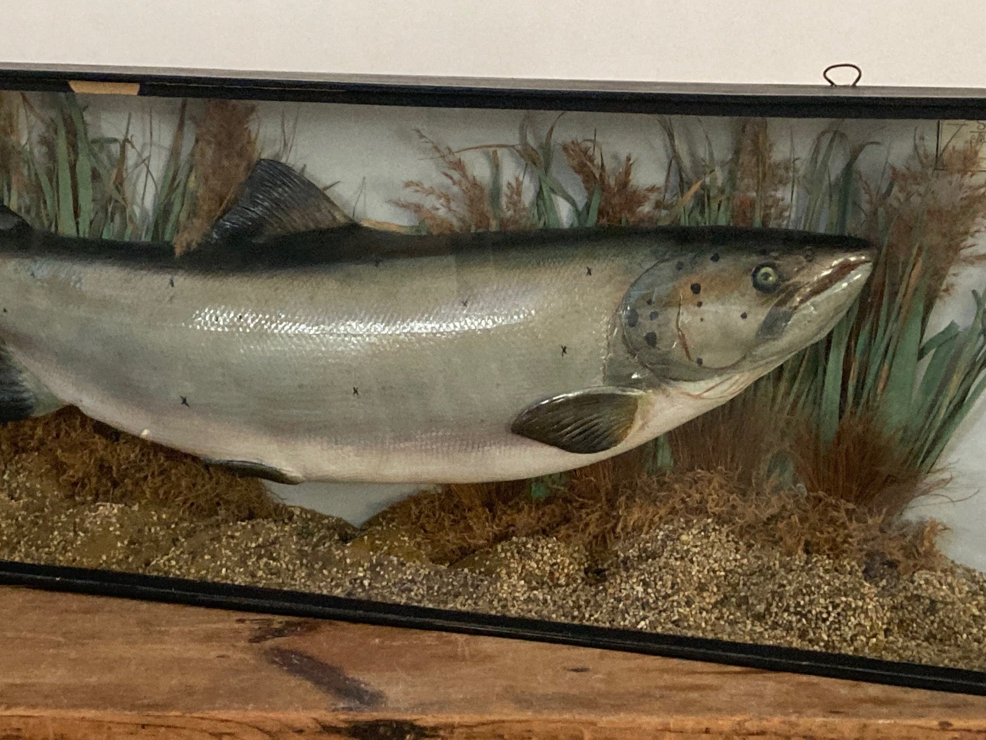 TAXIDERMY SALMON - Room Four