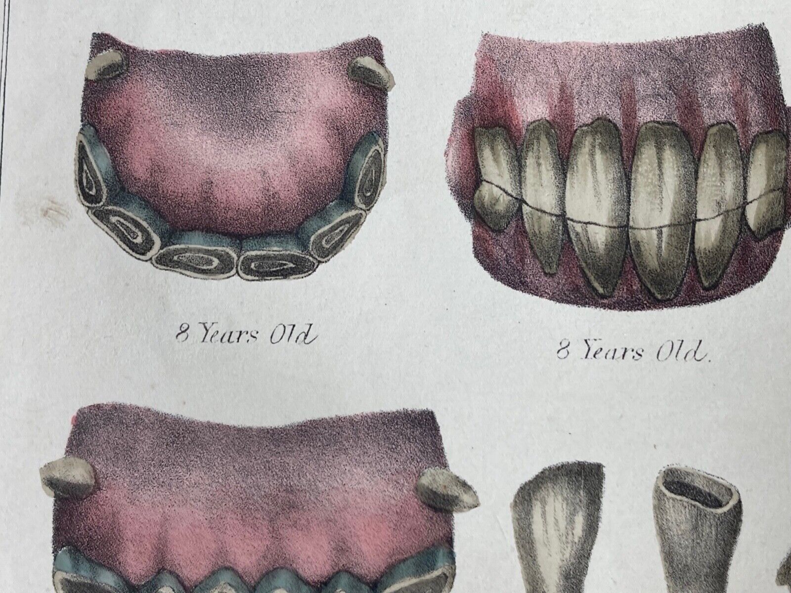 The Ages of the Horse, c.1873 - Room Four