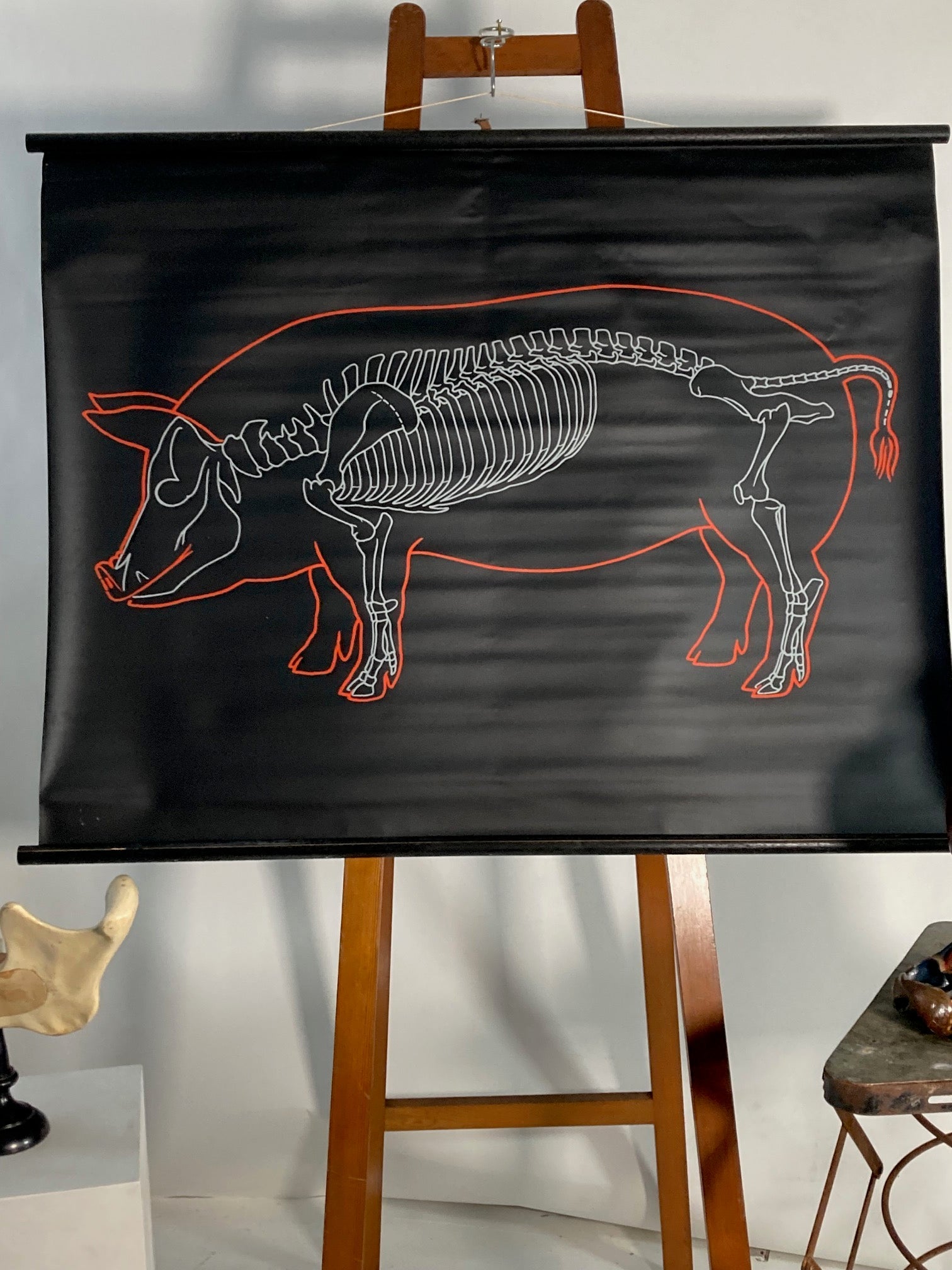 The Pig Vintage Anatomical Educational Wall Chart - Germany - Room Four