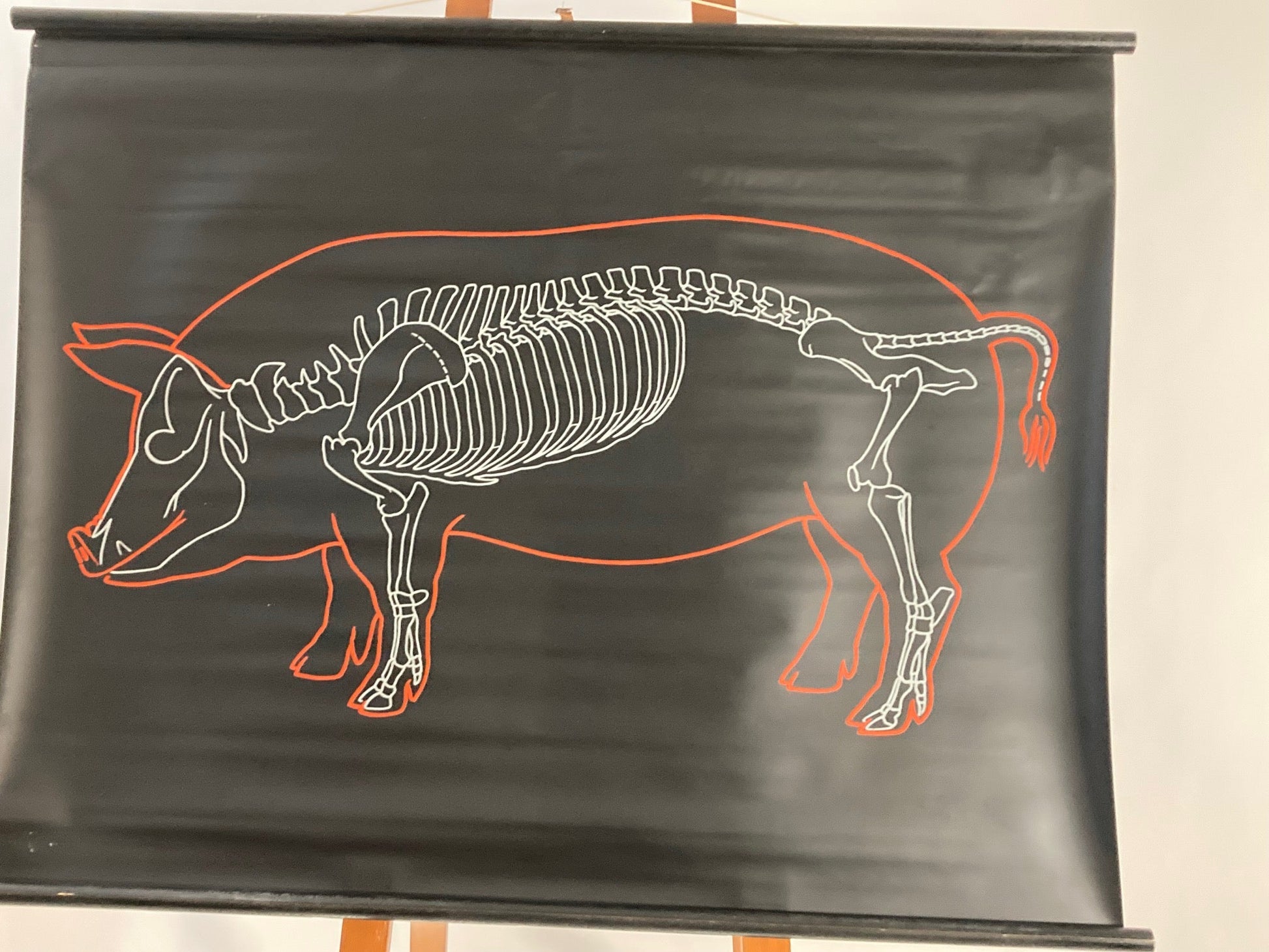 The Pig Vintage Anatomical Educational Wall Chart - Germany - Room Four