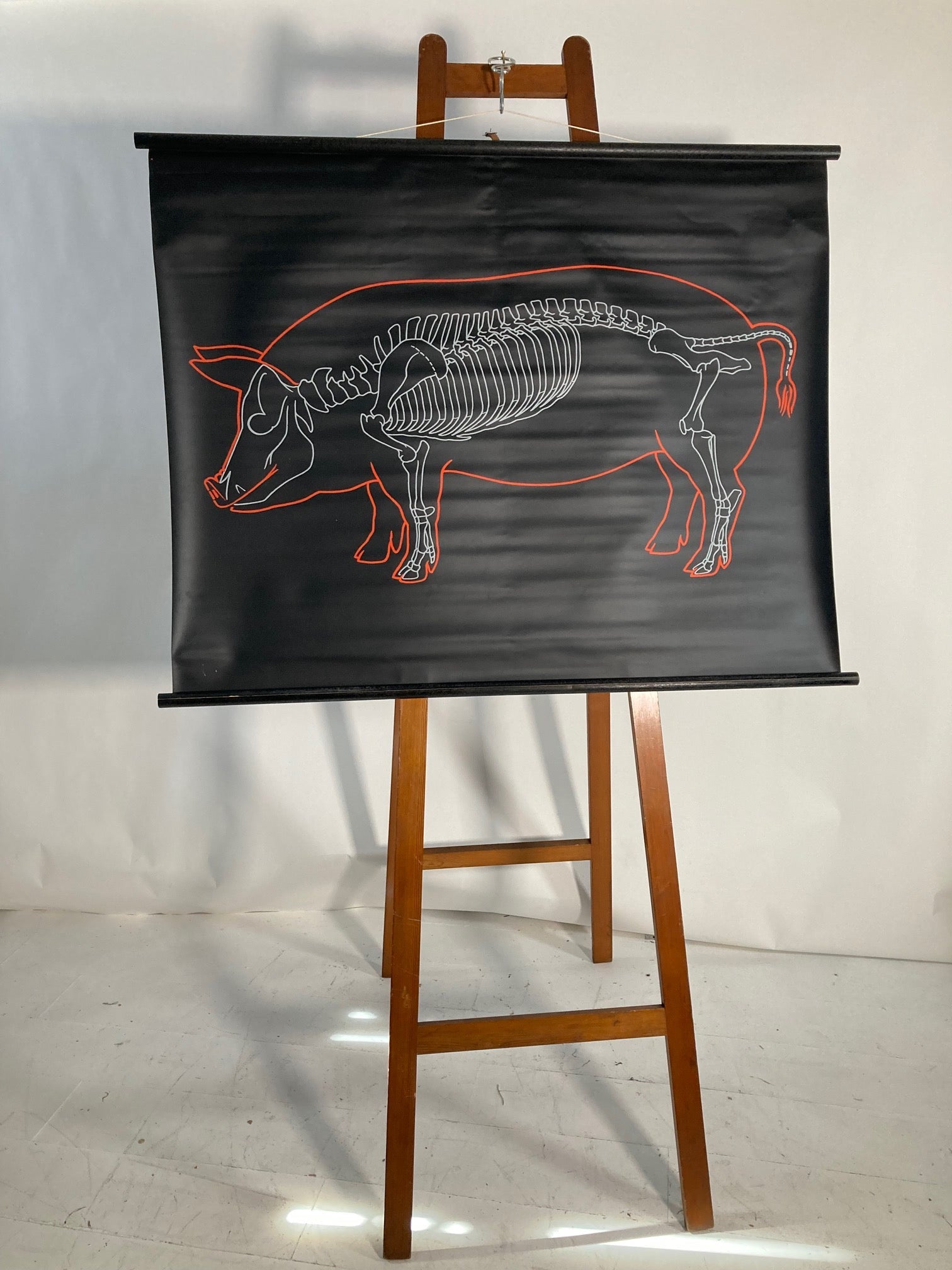 The Pig Vintage Anatomical Educational Wall Chart - Germany - Room Four