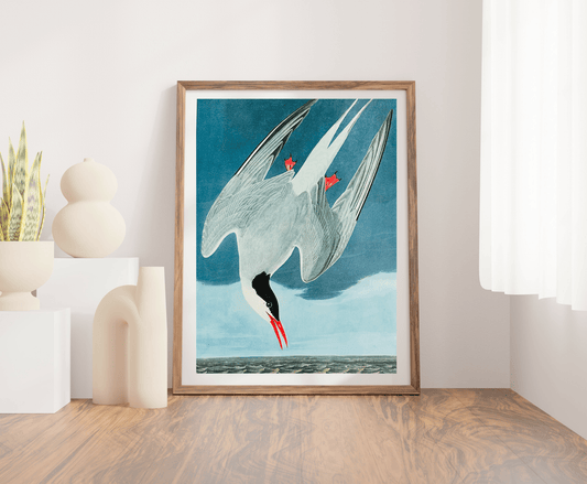 Vintage 1964 Lithograph Print - Arctic Tern - Room Four