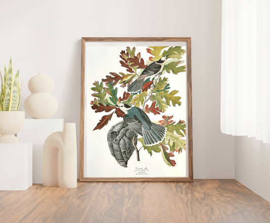 Vintage 1964 Lithograph Print - Canada Jay - Room Four