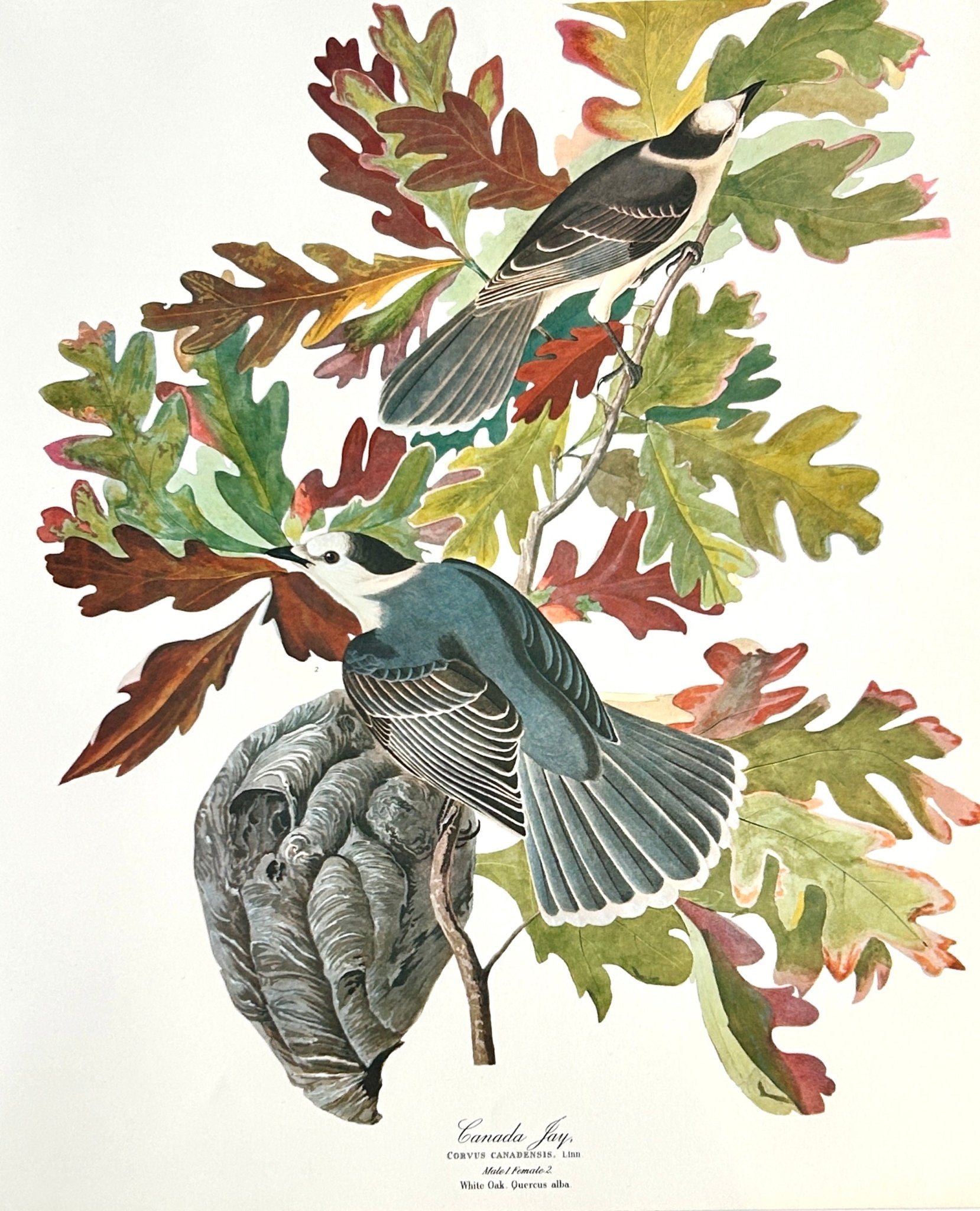 Vintage 1964 Lithograph Print - Canada Jay - Room Four