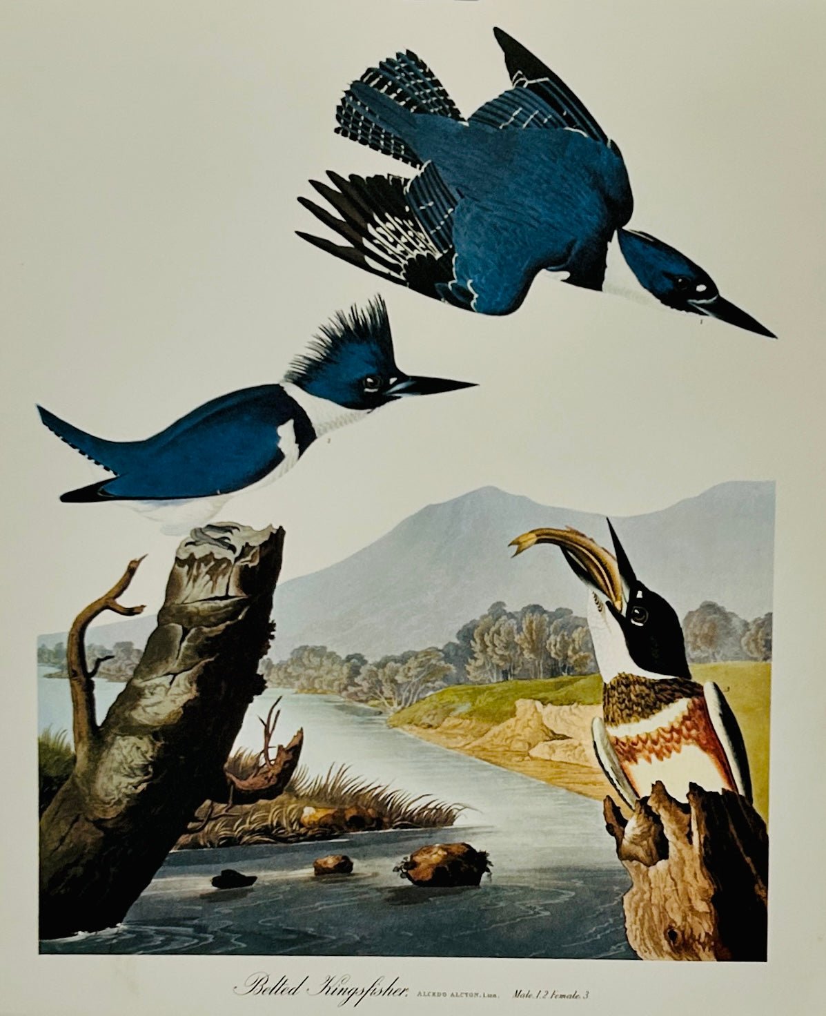 Vintage 1964 Lithographic Bird Print - Belted Kingfisher - Room Four