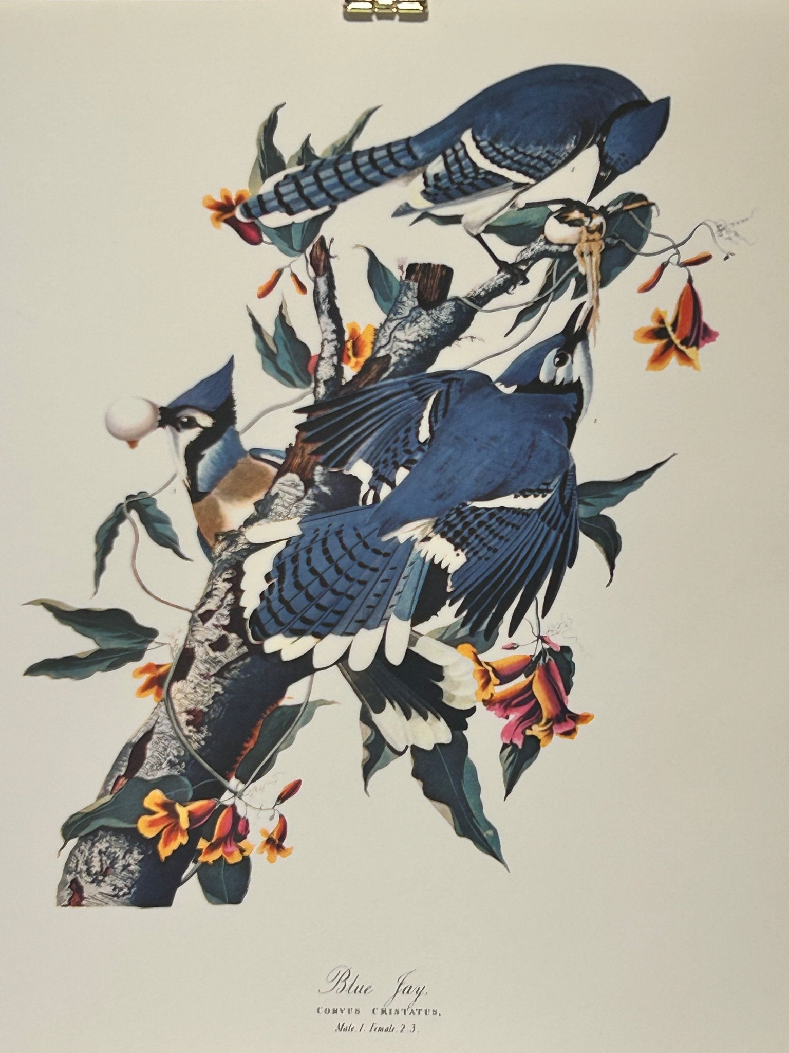 Vintage 1964 Lithographic Bird Print - Blue Jay - Room Four