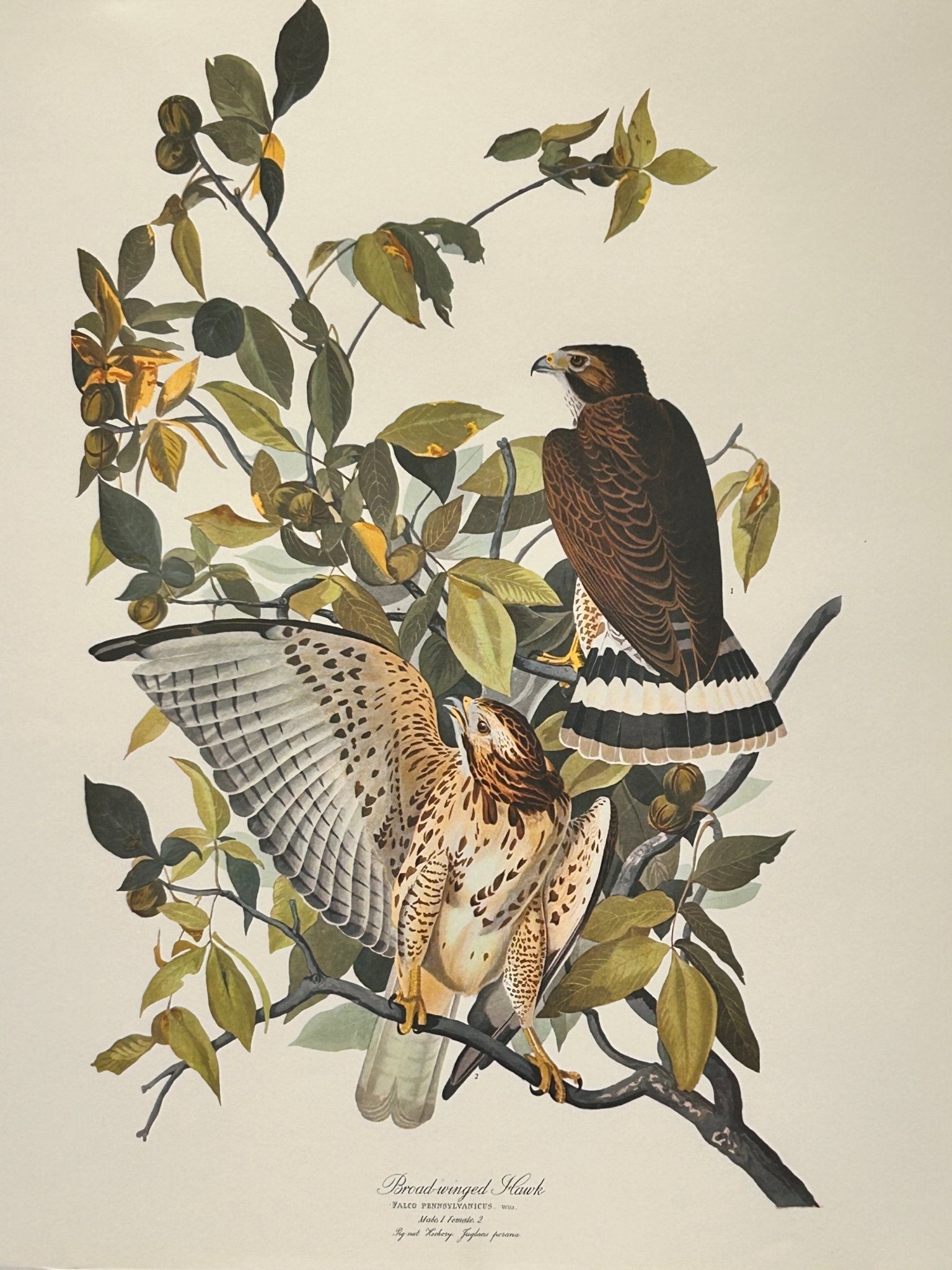 Vintage 1964 Lithographic Bird Print - Broad Winged Hawk - Room Four