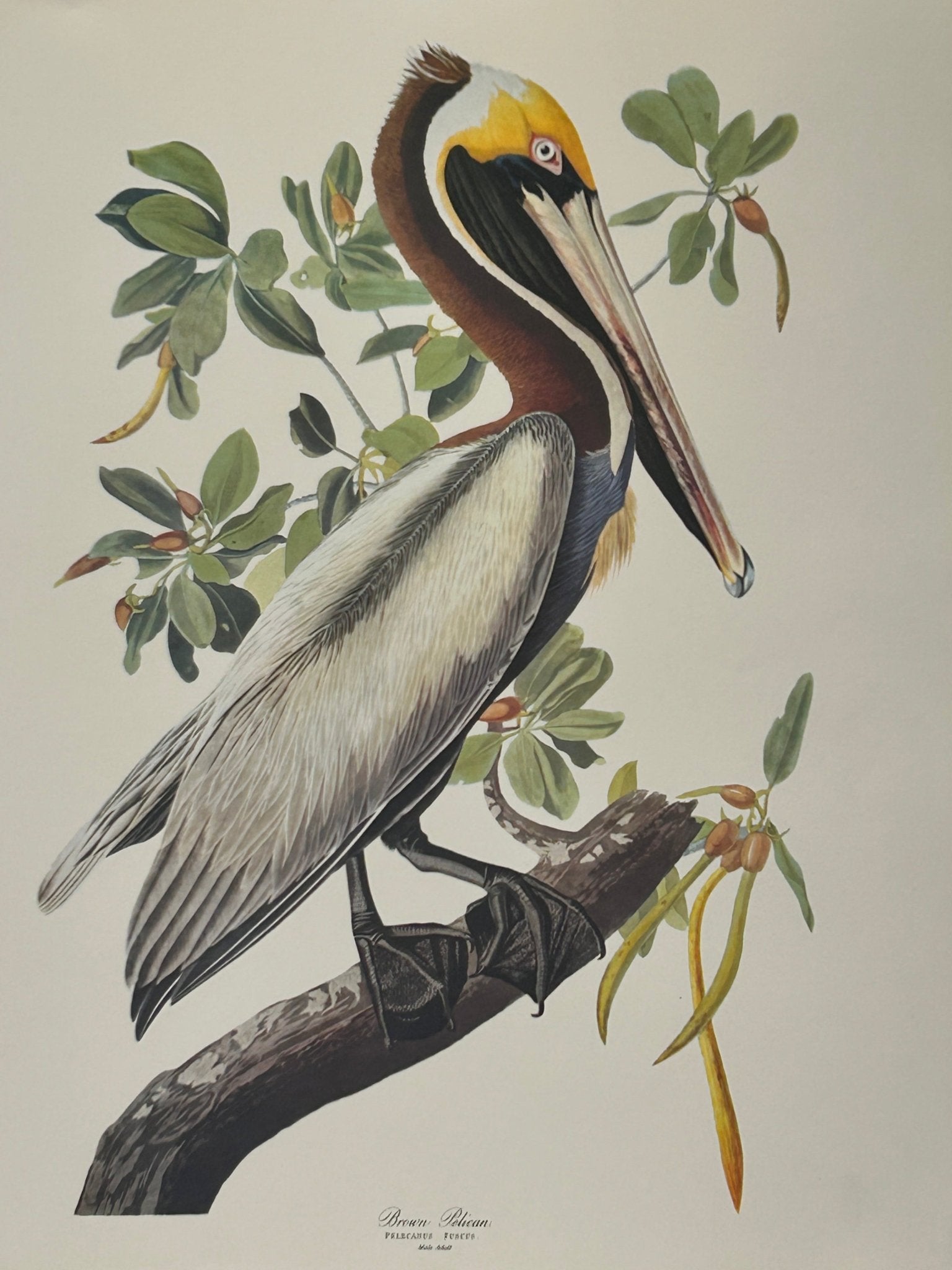 Vintage 1964 Lithographic Bird Print - Brown Pelican - Room Four