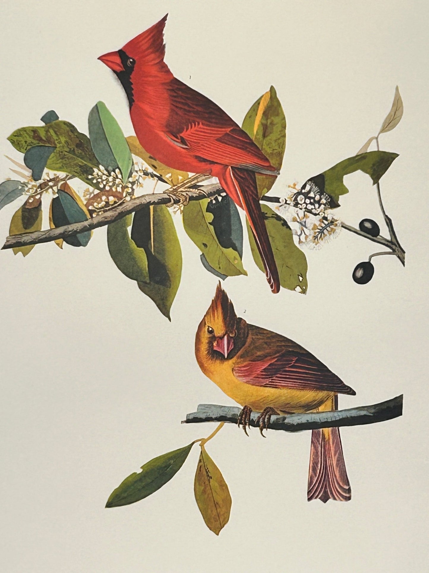 Vintage 1964 Lithographic Bird Print - Cardinal Grosbeak - Room Four