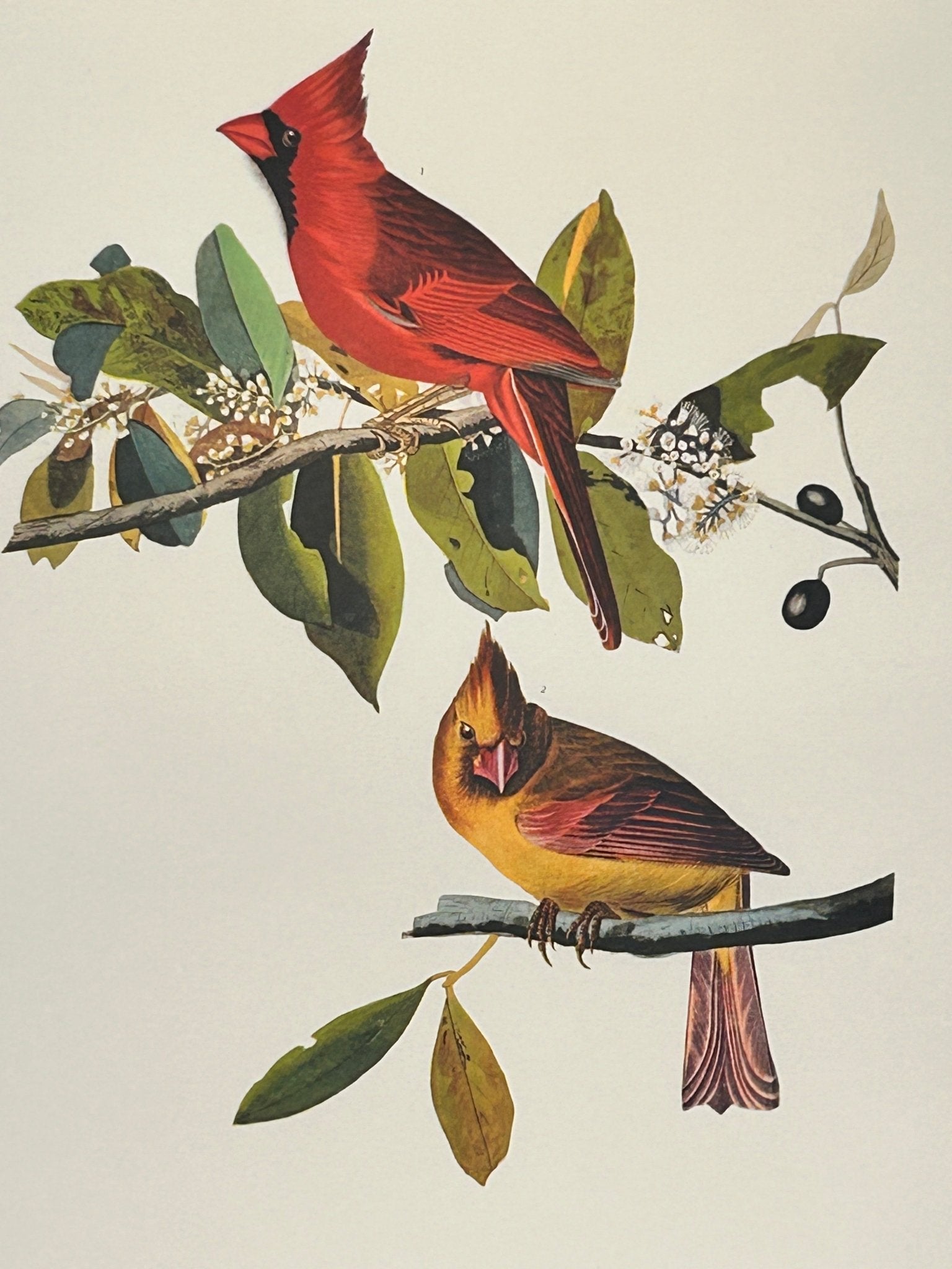 Vintage 1964 Lithographic Bird Print - Cardinal Grosbeak - Room Four
